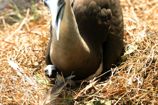 Mom & baby boobie